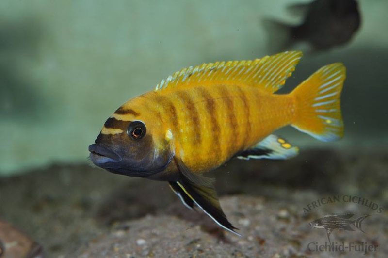 Maylandia sp. 'zebra gold' Ruarwe